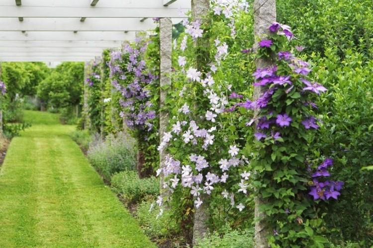 Klematis-sorter-klatre-planter-pergola-sten søjle-lilla-blomster