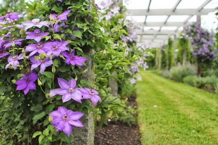 Clematis-sorter Parisienne-intens-farve-store-blomster-klatrer