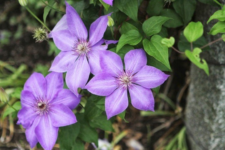 Clematis-sorter Parisienne-blomster-forår-kompakte-blomster