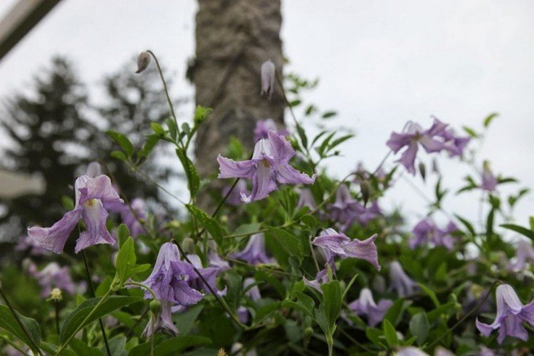 klematis-sorter-Betty-Corning-sommer-efterår-klokkeformede blomster