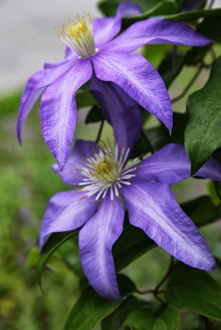 klematis-sorter-Daniel-Deronda-blå-violet-blomster-gule-støvdragere