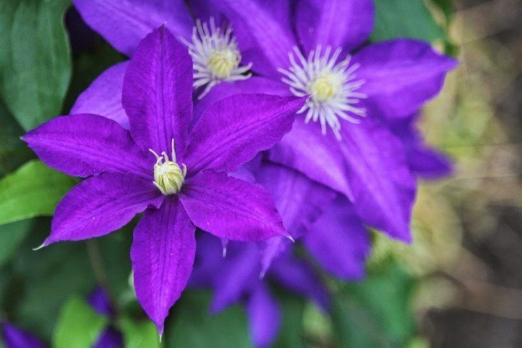 klematis-sorter-Rhapsody-mørk-lilla-blomster-sommer-blomst-tid