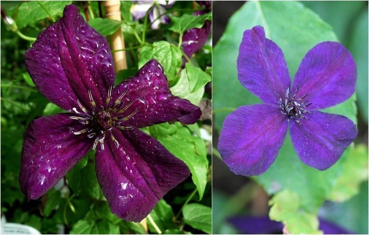 Clematis-sort-viticella-Dark-Eyes-mørk lilla