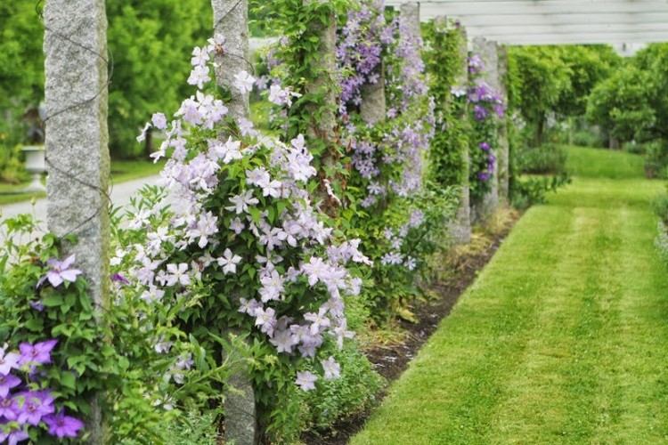 Clematis sorterer pergola-grønt-have-privatlivsskærm