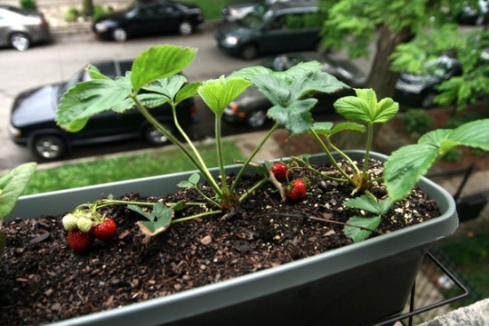hjem dekorere jordbær ideer til lille have