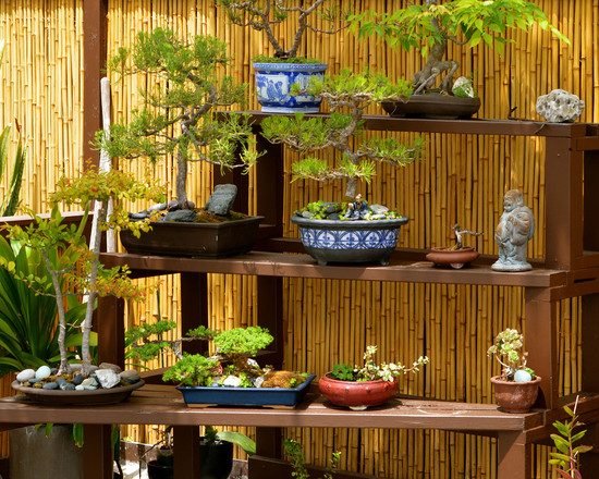 Japansk stil have lagde hylder bonsai