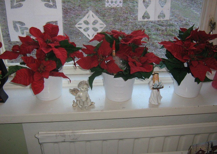 vindueskarmen-dekoration-inde-jul-røde-julestjerner-planter-hvide krukker