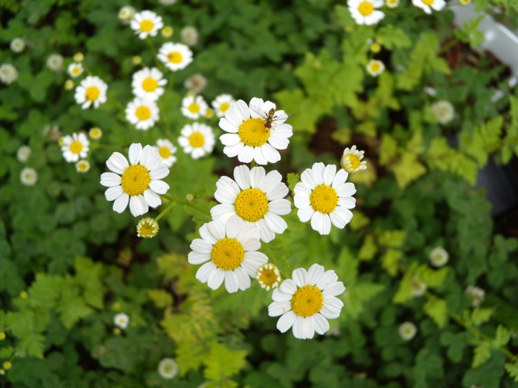 urter lægeplanter feberblomster mod hovedpine og migræne