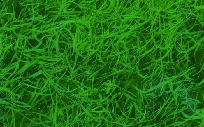 blå-grøn-AFA-alger-forbedrer-immunitet