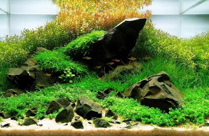 Iwagumi -tyylinen akvaario sisustus