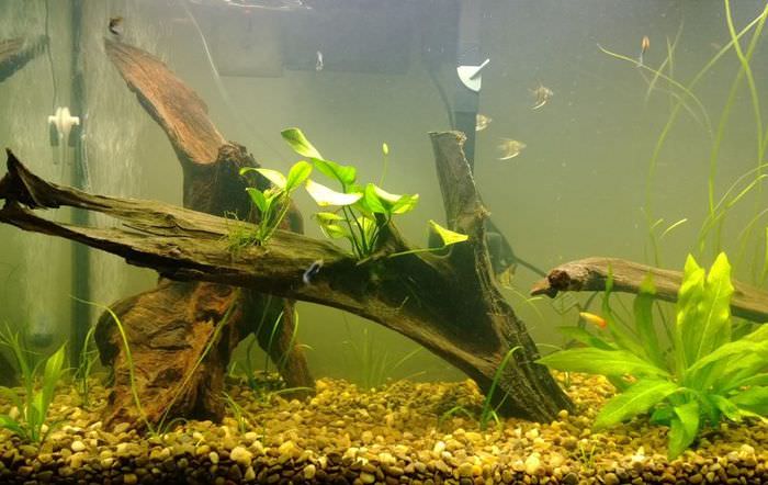 Интериор на домашен аквариум с дървета