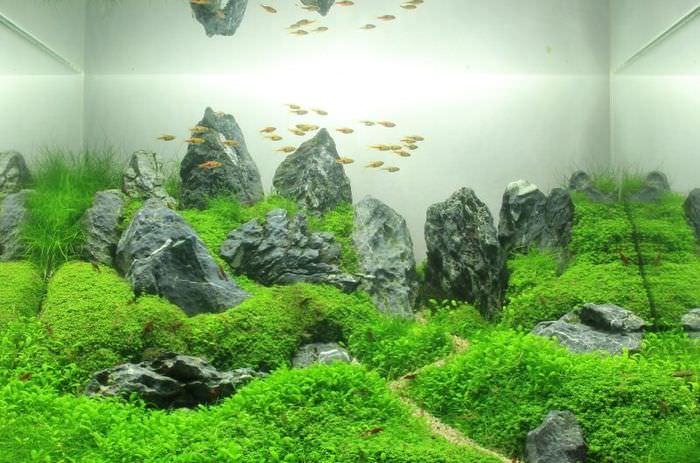 Zdobení domácího akvária v tchajwanském stylu