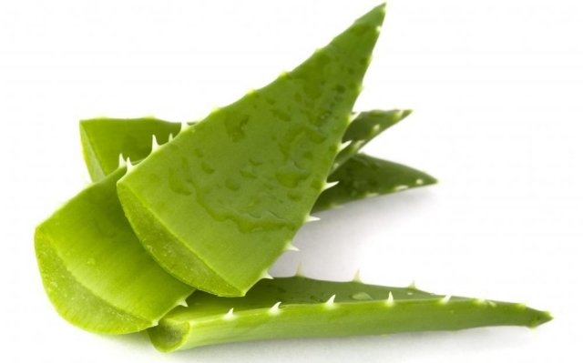 aloe vera planteplejetips efterlader gel