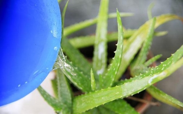 aloe vera plantepleje vanding let pleje solrig beliggenhed