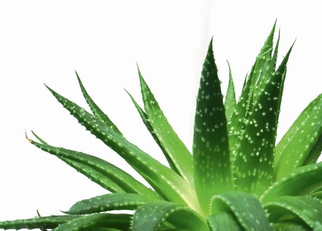 aloe vera plante hus pleje tips effekt ansøgning