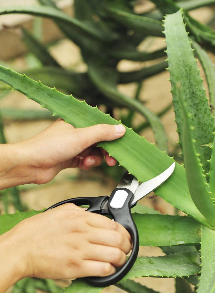 Aloe vera afskåret blad