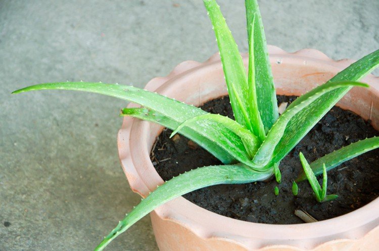 Aloe Vera plante udløbere formerer sig på sommeren