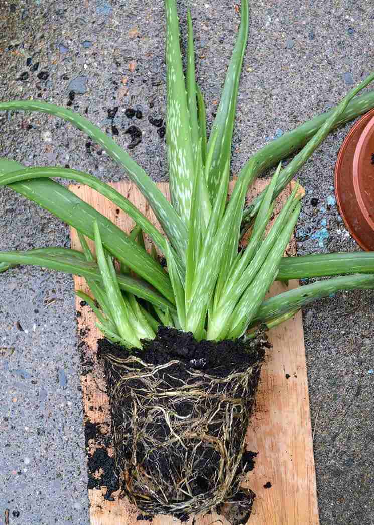 Aloe Vera plante stiklinger børn adskiller formere sig