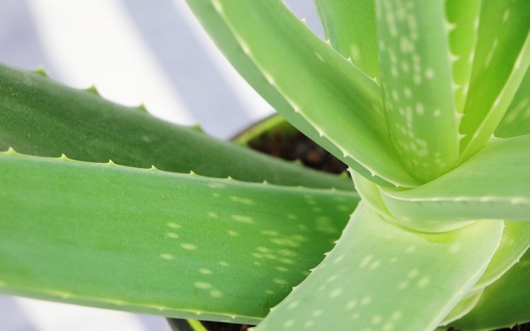 Grooming aloe vera barbadensis plante derhjemme