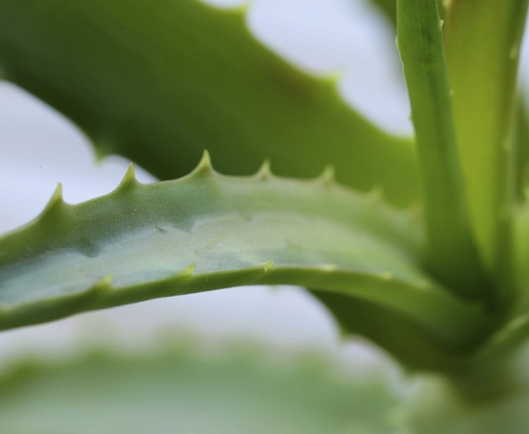 Aloe Vera efterlader tegn på plantesundhed