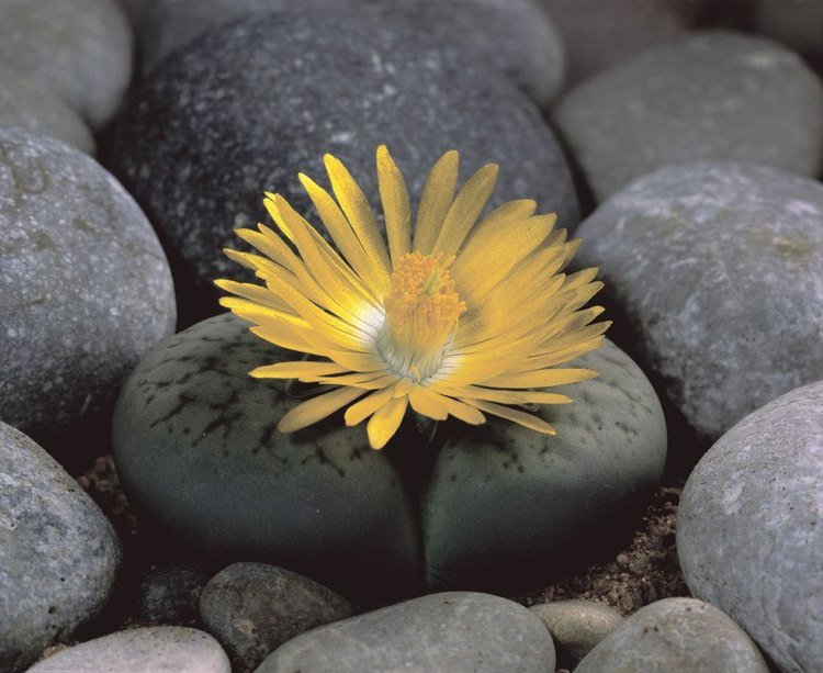 Ekstraordinære stueplanter, eksotiske blomster af levende sten