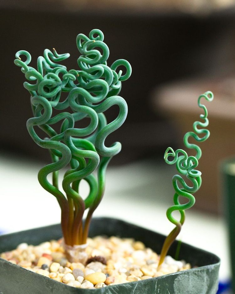 ekstraordinære stueplanter eksotisk Trachyandra spiralform