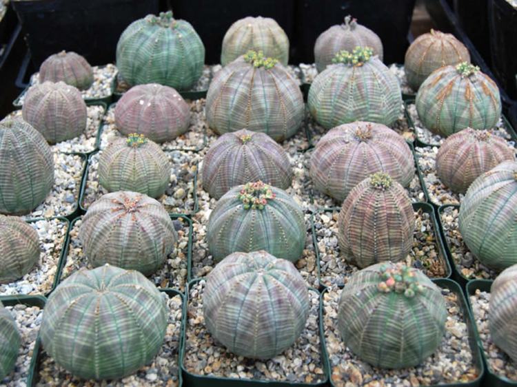 ekstraordinære stueplanter eksotisk kaktus Euphorbia obesa