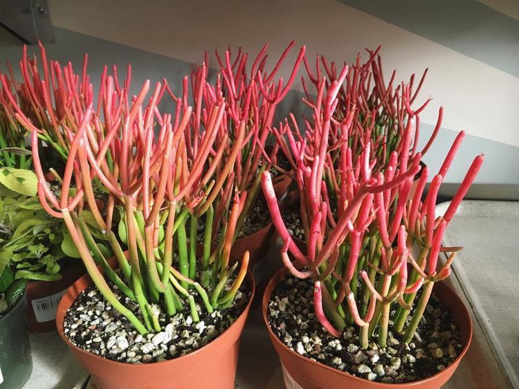 ekstraordinære stueplanter eksotisk rød euphorbia tirucalli
