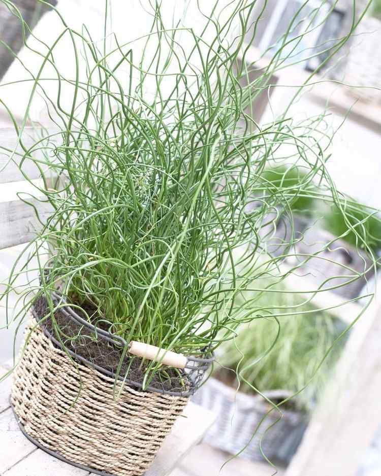 ekstraordinære stueplanter eksotisk Juncus effusus Spiralis proptrækker