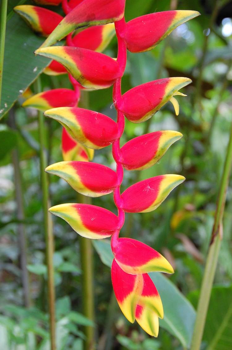ekstraordinære stueplanter eksotiske farver røde helikonier