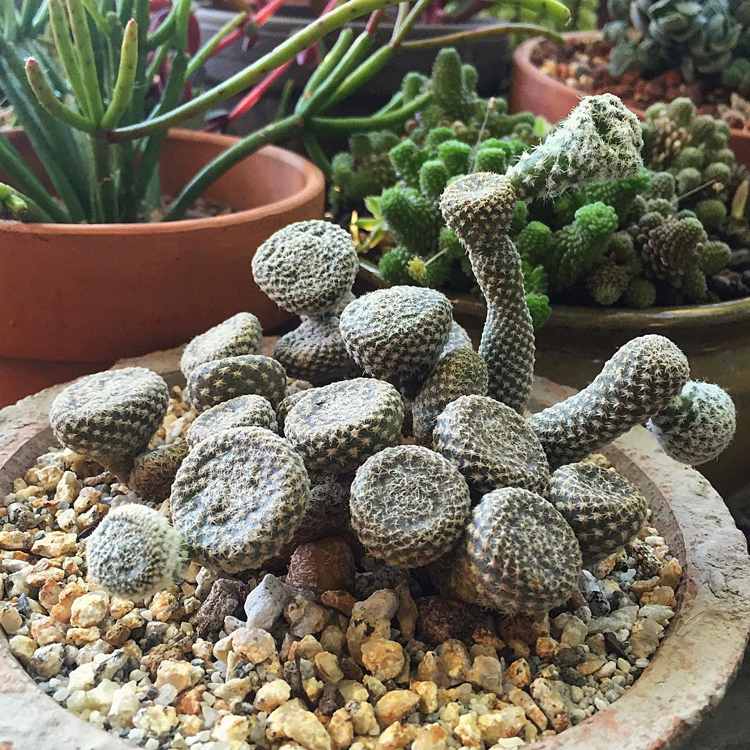 ekstraordinære stueplanter eksotiske kaktus små Puna Clavarioides