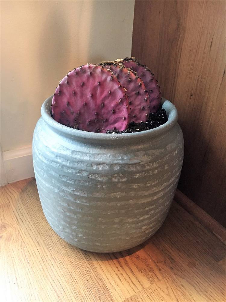 ekstraordinære stueplanter eksotisk kaktus pink pink Opuntia santarita