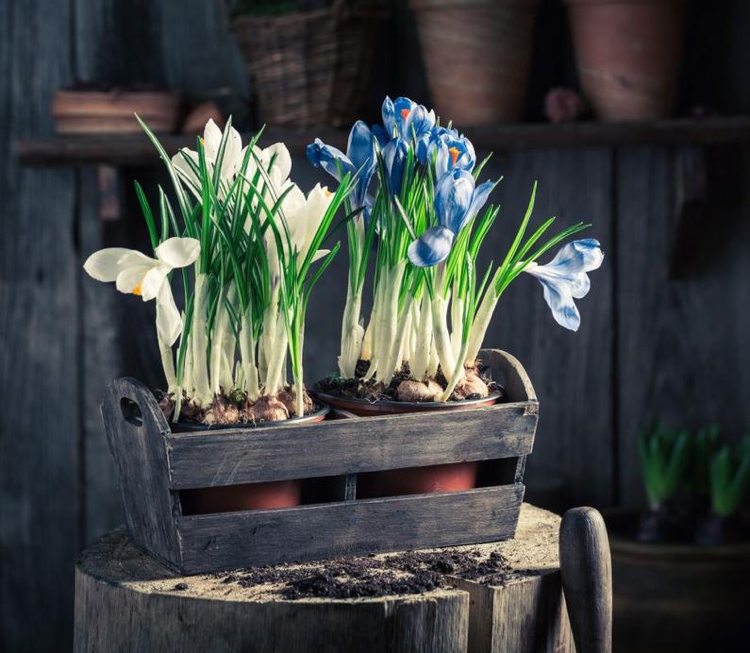 forårsblomster altan krokus i krukker