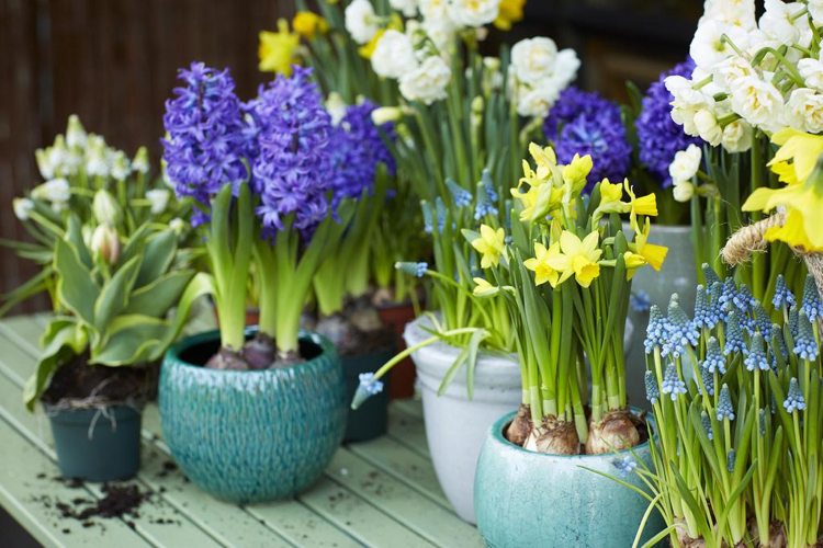 Forårsblomster på balkonen påskeliljer, tulipaner, hyacinter i keramiske krukker