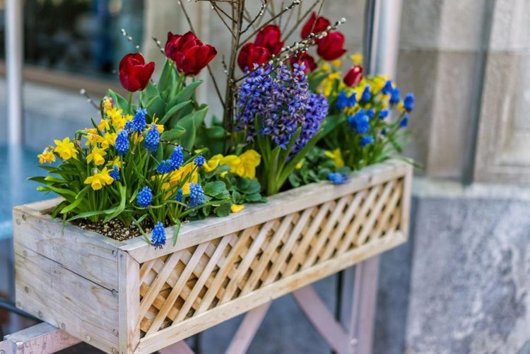 altankasse fjedertulipaner, hyacinter, påskeliljer i kontrastfarver