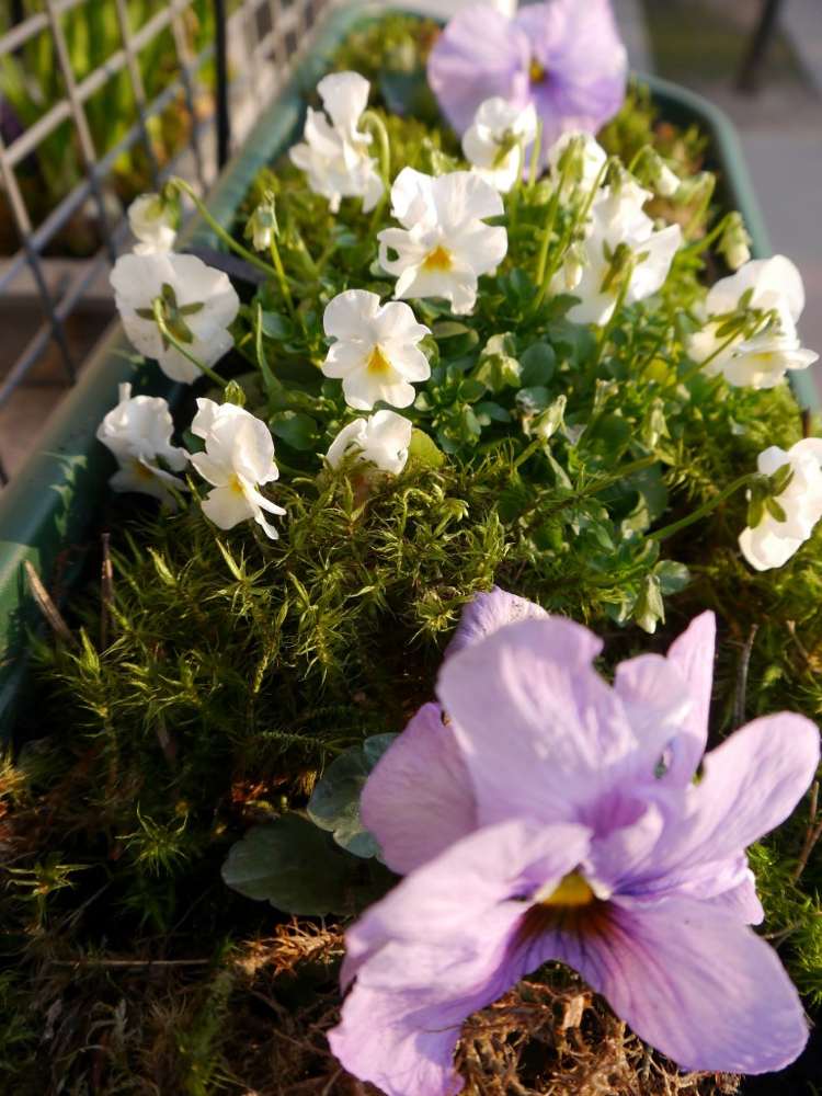 hvide og lilla blomstrende stedmoderblomster i vindueskasser om foråret