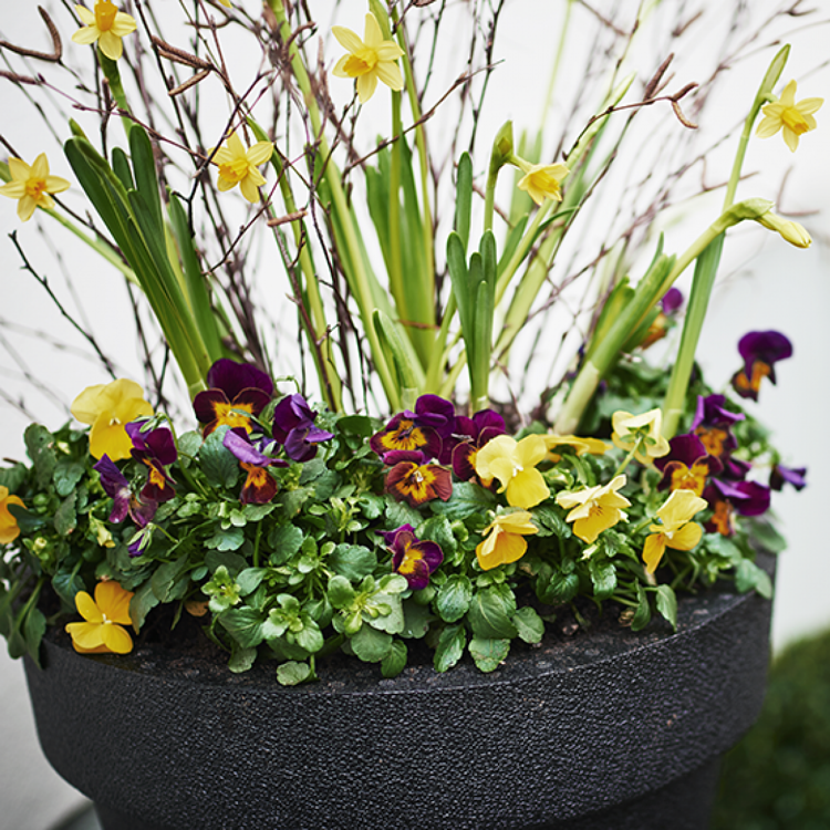 Balkon blomster forår store badekar stedmoderblomst grene mini påskeliljer