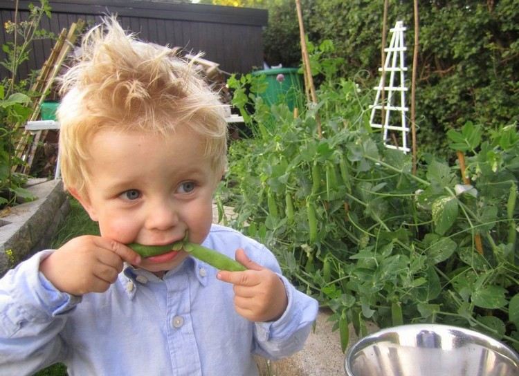 Gør-altanen-børnesikker-kun-plante-kun-spiselige-planter