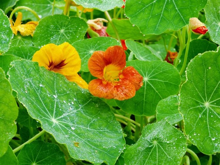 Altanplanter til sommer og ideer til at hænge planter i blomsterkassen plante nasturtier