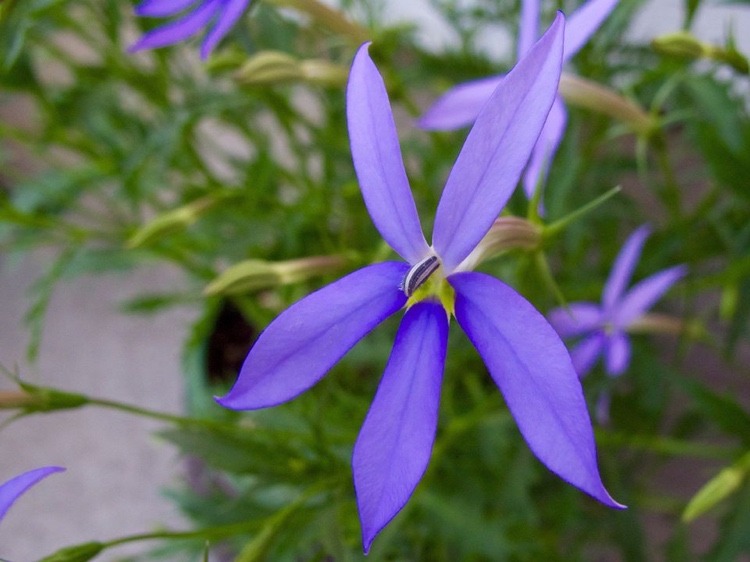 Altanplanter til sommer, der tåler meget solstjerneblomst