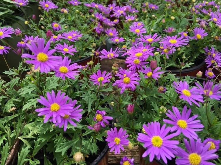 Hvilke altanplanter blomstrer blå tusindfryd hele sommeren