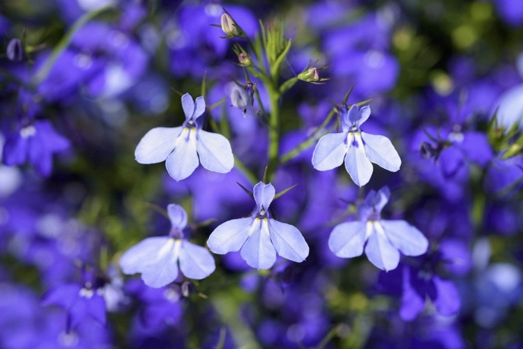 Hvilke altanplanter blomstrer hele sommeren blå lobelia stadig trofaste mod mænd