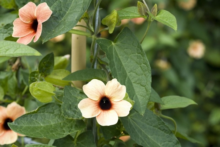 Hængende planter til altaner om sommeren for fuld sol Thunbergia