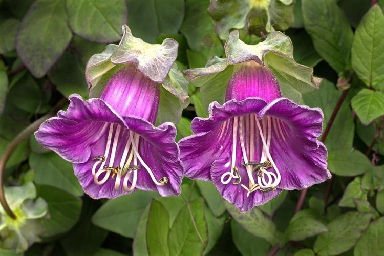 Planter, der kan modstå en masse sol Bell vinstokke har lilla blomster