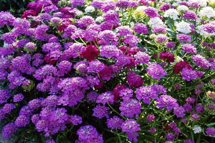 Sommerplanter til altaner, der kan tåle en masse solstegrønne candytuft