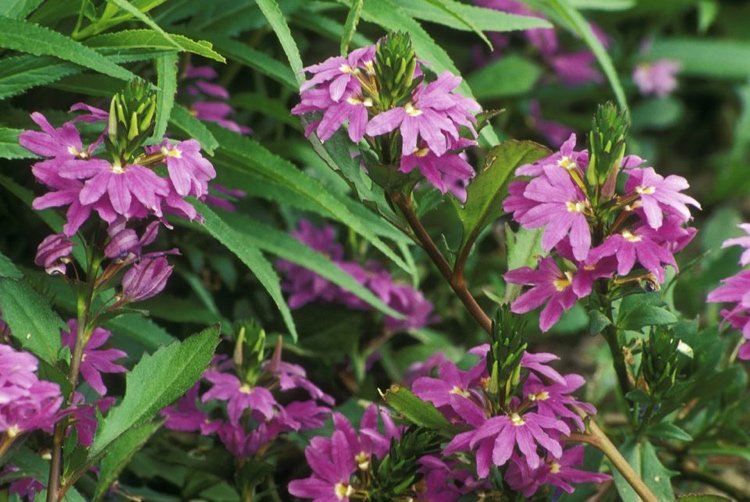 Sommerplanter til altaner, blomstrende eksotiske hængende planter som blå fanblomst