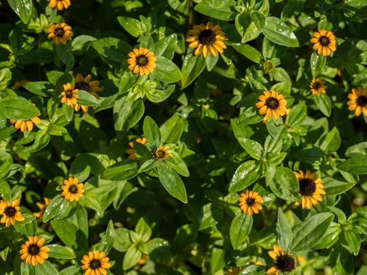 bi-venlige altanplanter til sommersæson ideer til hængende planter husar-knapplejetip og plantning i blomsterkasser