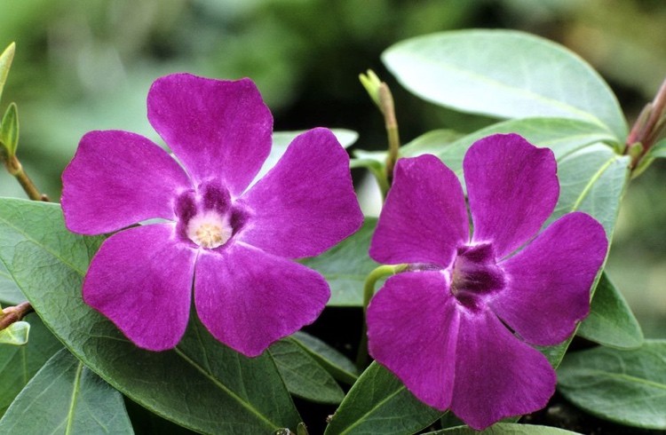 Hængende planter til altaner til brændende sol den lange blomstring Madagaskar stedsegrønne