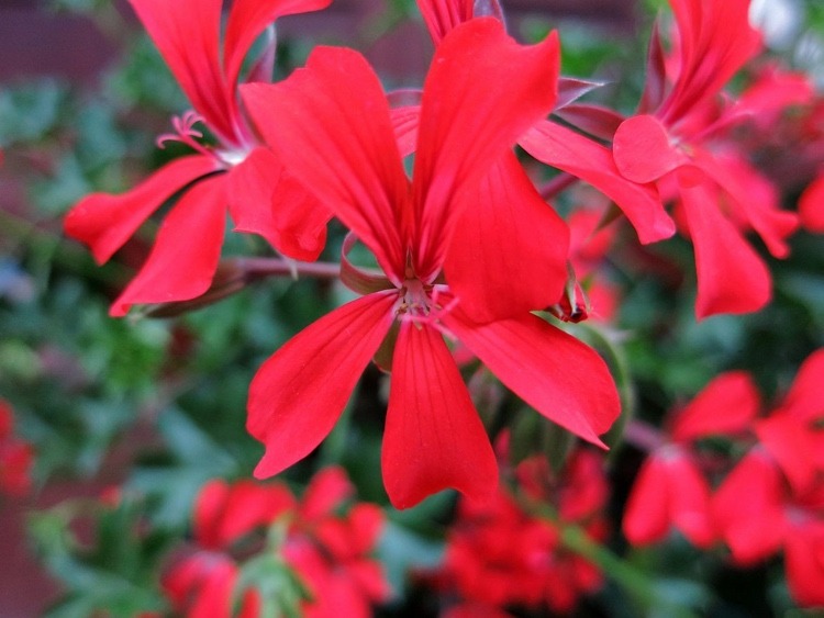 Altanplanter til sommer til plantning hængende i blomsterkassen pleje af røde hængende pelargoner