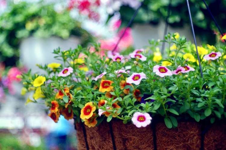 Sommer altanplanter i fuld sol. Ideer til at hænge planter